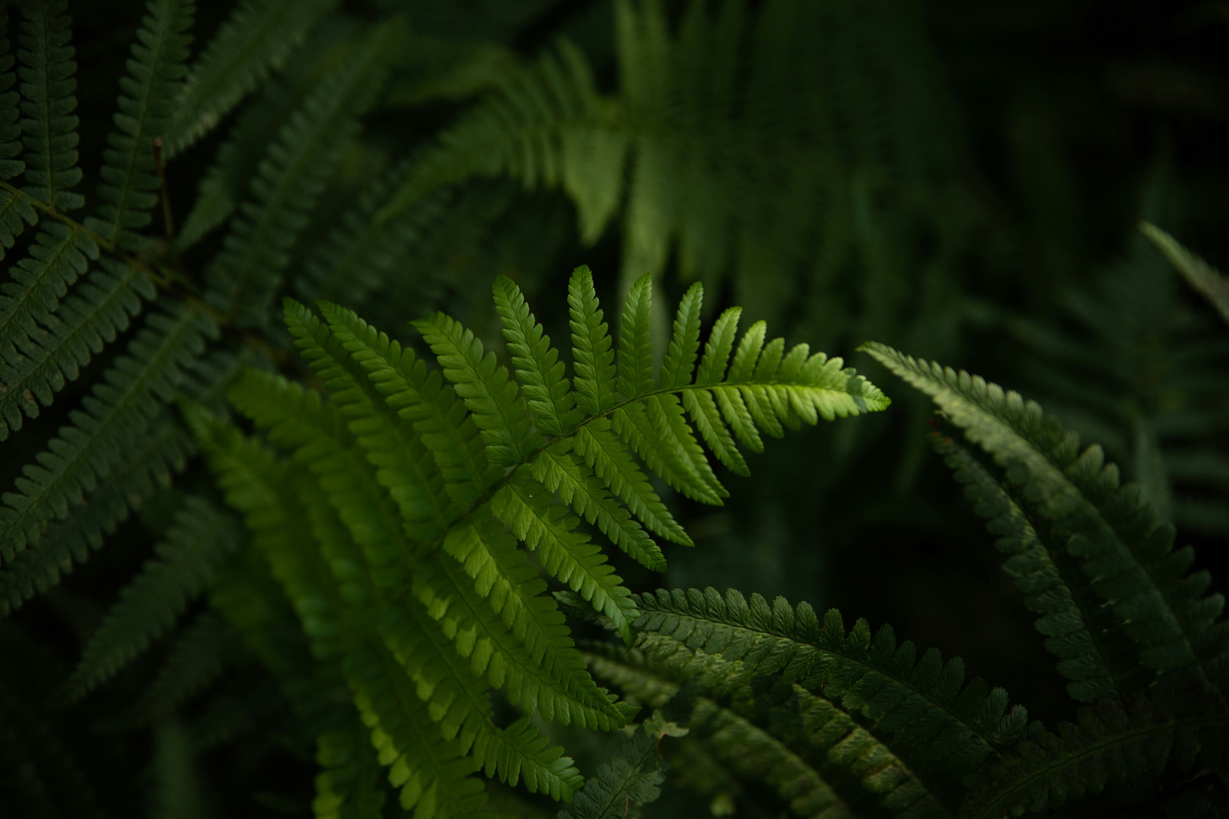 Fern fronds in deep green shade