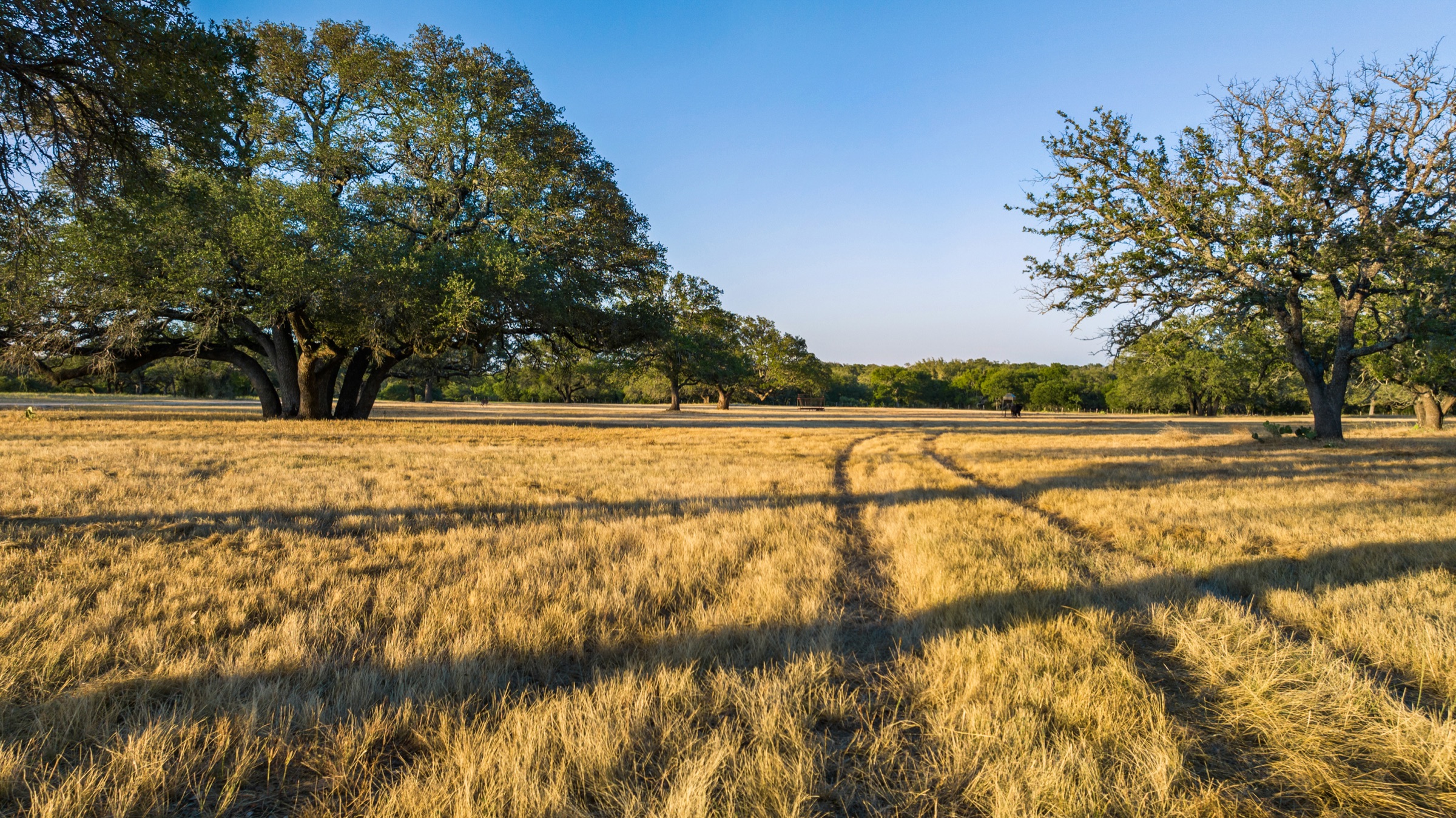 Golden grassland with live oaks in the Texas Hill Country