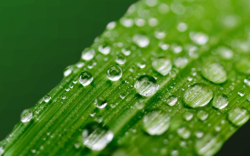 Dew drops beading on a green blade of grass