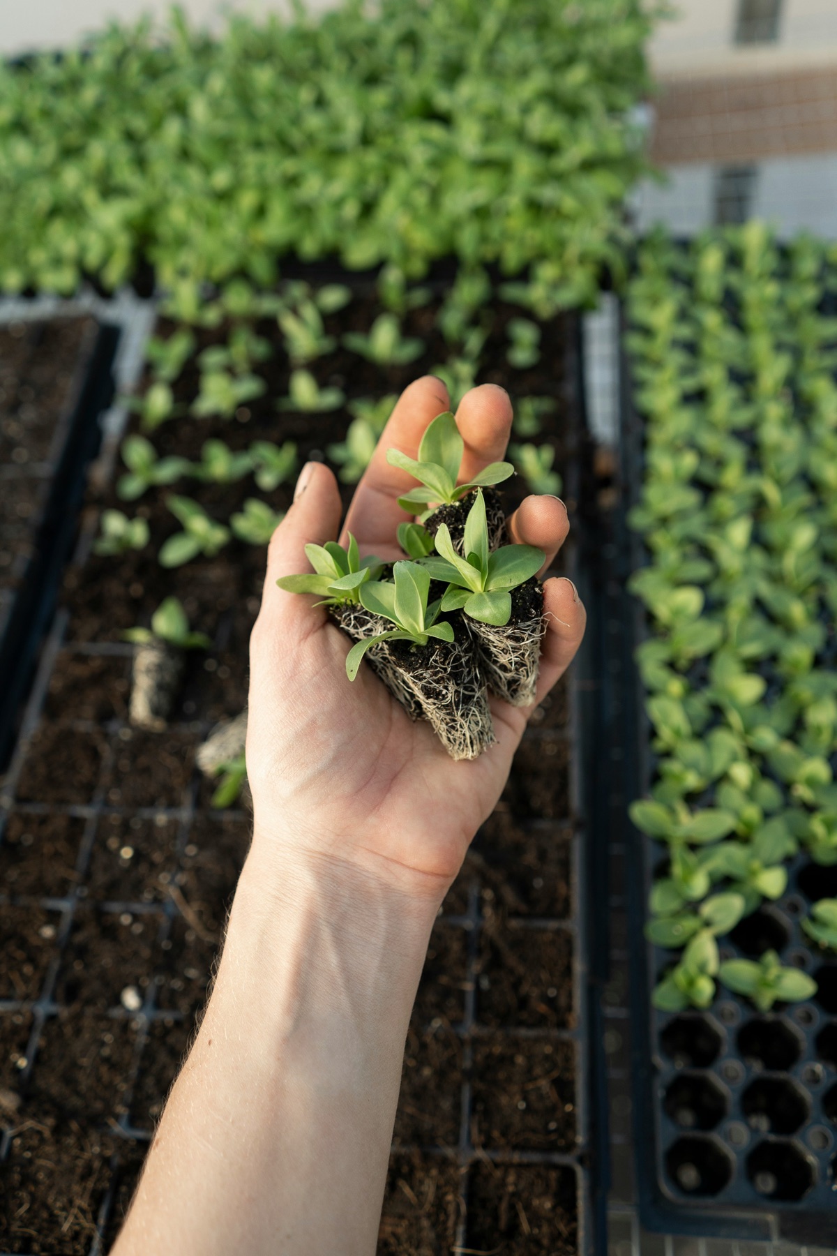 Hands holding seedlings above trays of young plants