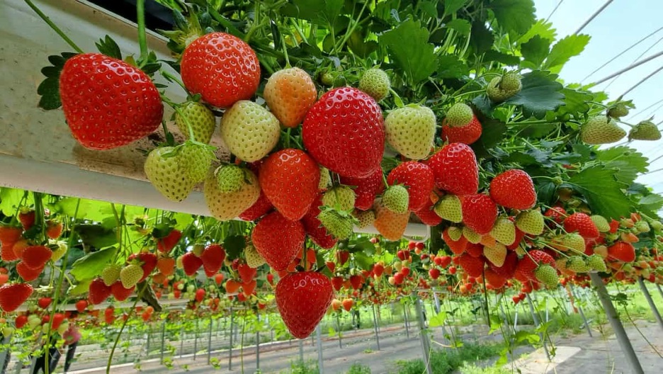 Strawberries growing in a greenhouse