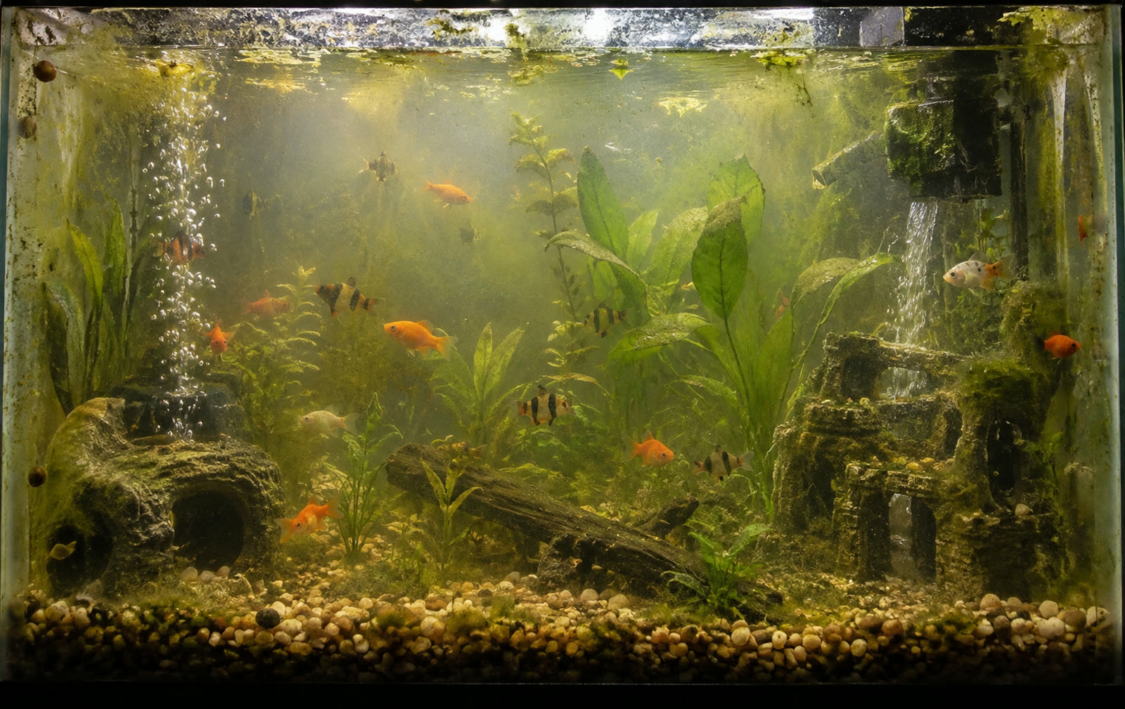 A neglected aquarium: cloudy water, algae on the glass, fish in murky light