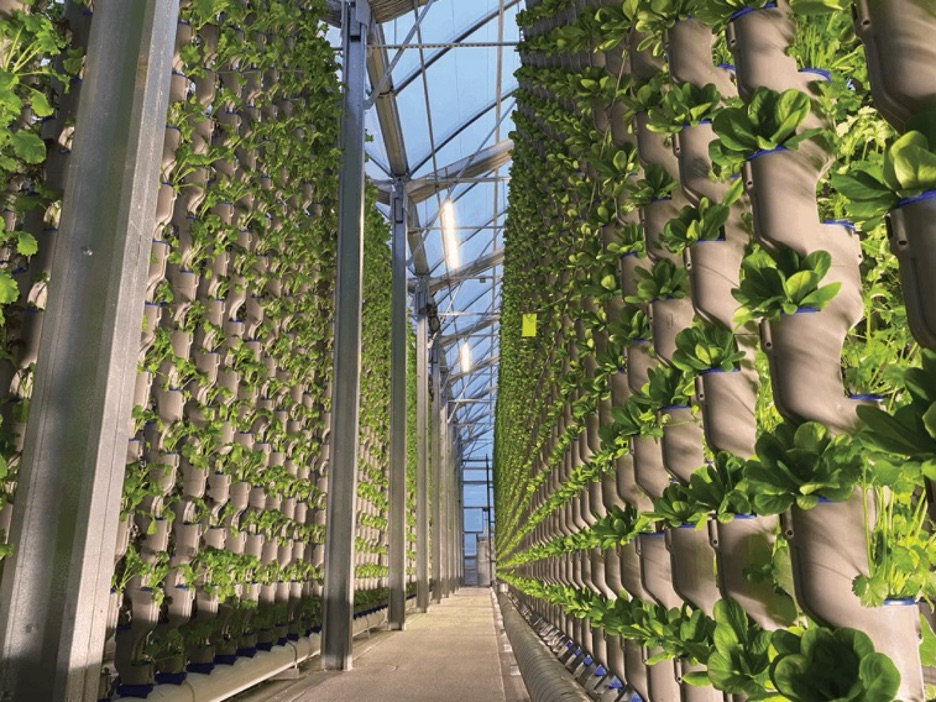 Rows of leafy crops growing in a vertical greenhouse